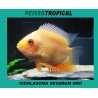 CICHLASOMA SEVERUM ORO