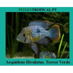 Aequidens rivulatus. Terror...