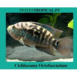 Cichlasoma Octofasciatum