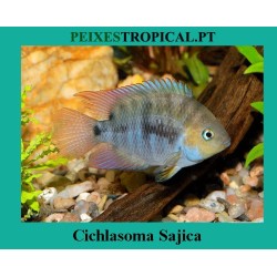 Cichlasoma Sajica