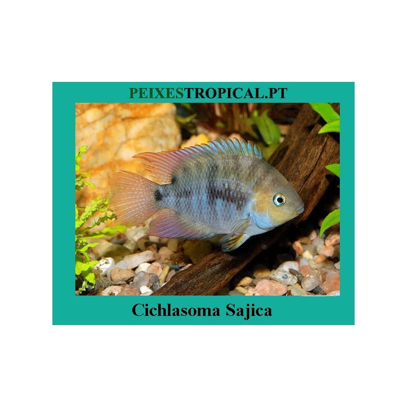 Cichlasoma Sajica
