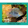 Cichlasoma Sajica