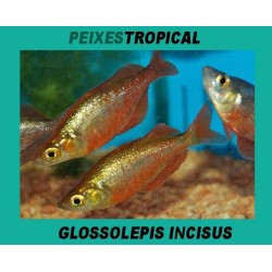 GLOSSOLEPIS INCISUS