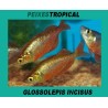 GLOSSOLEPIS INCISUS