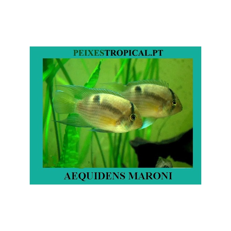 AEQUIDENS MARONI