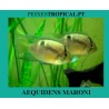 AEQUIDENS MARONI