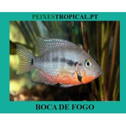 Thorichthys Meeki BOCA DE FOGO