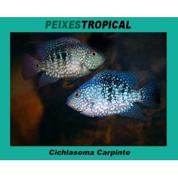 CICHLASOMA CARPINTE