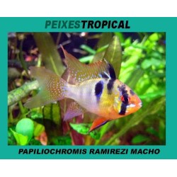 PAPILIOCHROMIS RAMIREZI MACHO
