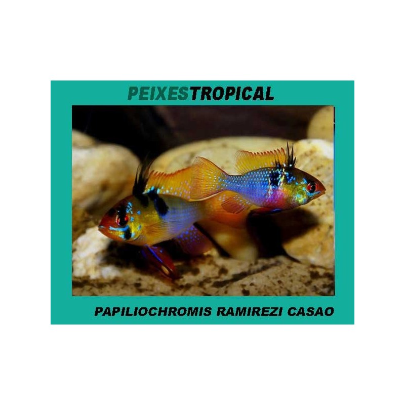 PAPILIOCHROMIS RAMIREZI CASAL CONFIRMADO
