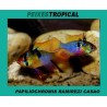 PAPILIOCHROMIS RAMIREZI CASAL CONFIRMADO