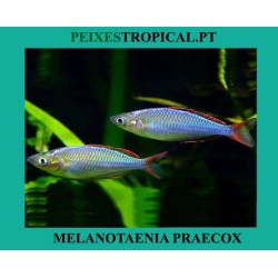 MELANOTAENIA PRAECOX