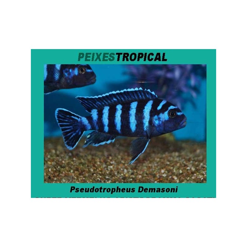 PSEUDOTROPHEUS DEMASONI