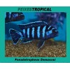 PSEUDOTROPHEUS DEMASONI