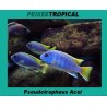 PSEUDOTROPHEUS ACEI