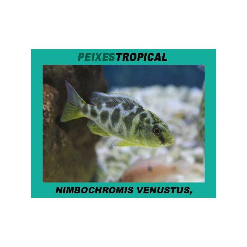 Nimbochromis venustus