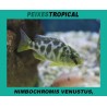 Nimbochromis venustus