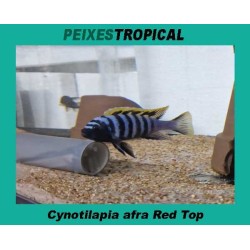 Cynotilapia afra Red Top