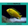 Labidochromis Lemon