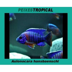 Aulonocara hansbaenschi