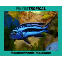 Melanochromis Maingano