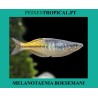 MELANOTAENIA BOESEMANI