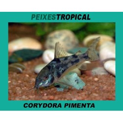 Corydora pimenta