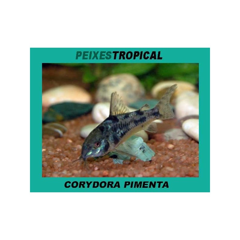 Corydora pimenta