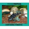Corydora pimenta