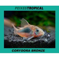 Corydora bronze
