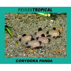 Corydora panda