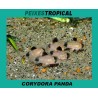 Corydora panda