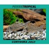 CORYDORA JULII