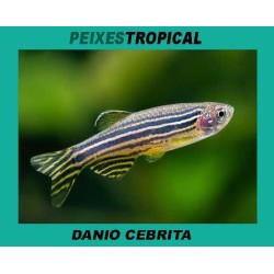 DANIO CEBRITA