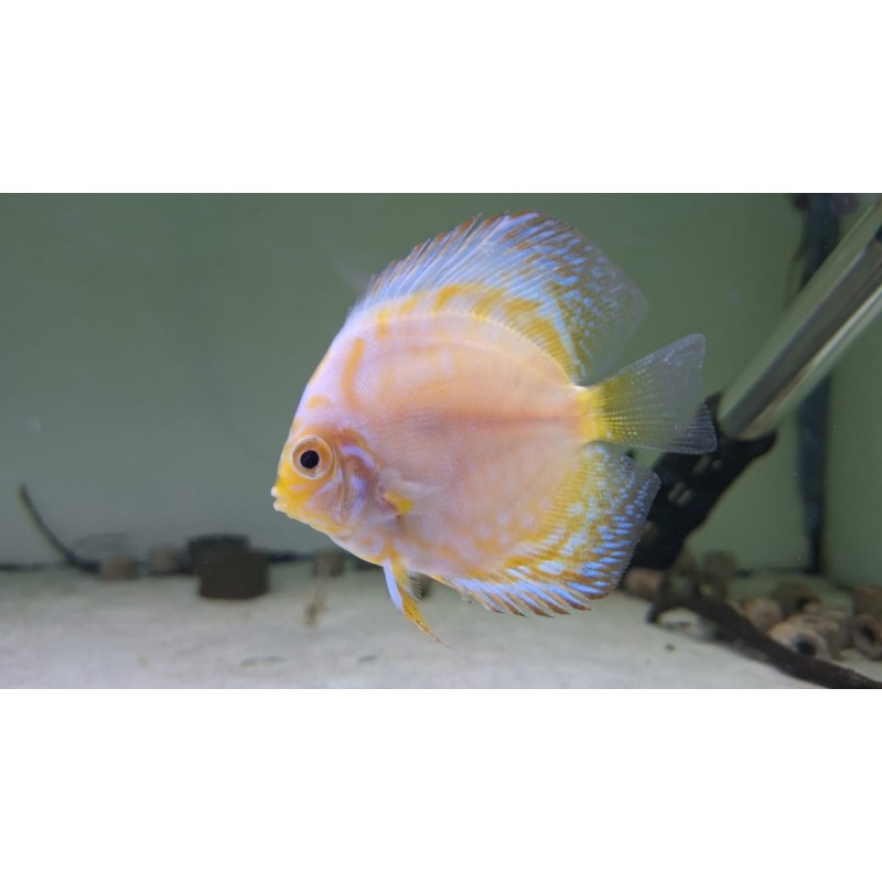 Pez disco vietnam pigeon ORO 6 cm