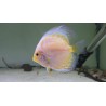 Pez disco vietnam pigeon ORO 6 cm