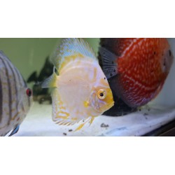Pez disco vietnam pigeon ORO 6 cm