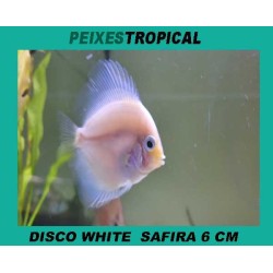 Peixe disco branco safira
