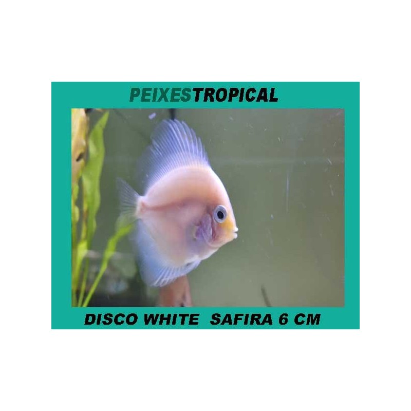 Peixe disco branco safira