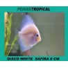 Peixe disco branco safira