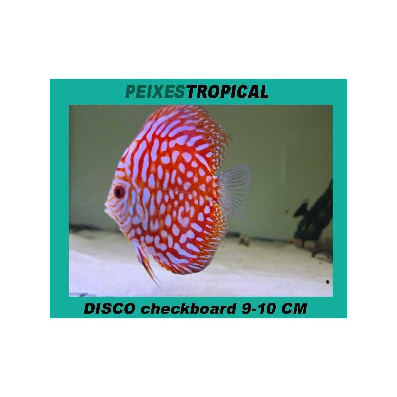 PEIXE DISCO CHECKERBOARD 9-10 CM