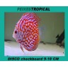 PEIXE DISCO CHECKERBOARD 9-10 CM
