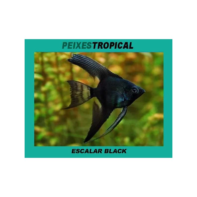 PTEROPHYLLUM SCALARE BLACK