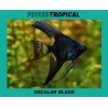 PTEROPHYLLUM SCALARE BLACK