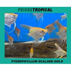 PTEROPHYLLUM SCALARE GOLD
