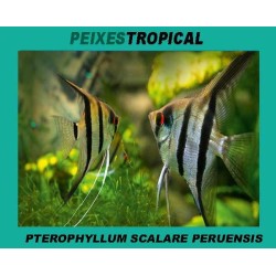 PTEROPHYLLUM PERUENSIS 5-6 CM
