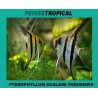 PTEROPHYLLUM PERUENSIS 5-6 CM
