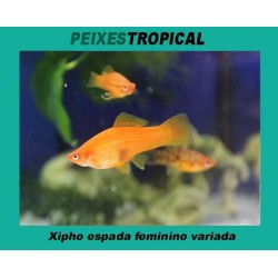 xipho  espada feminino,...