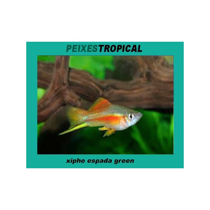 Xipho espada green