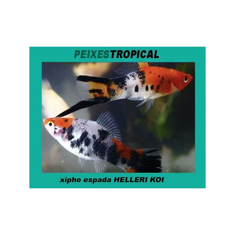 Xipho espada helleri koi. CASAL